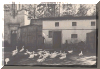 geese  (55715 bytes)